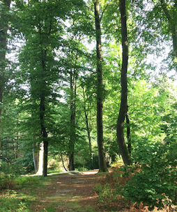 Hotel Bess Albersdorf | Wanderwege in weitläufigen Laub- und Nadelwälder mit zahlreichen Stätten aus der Jungsteinzeit und Bronzezeit | Öffnet einen internen Link im aktuellen Fenster.